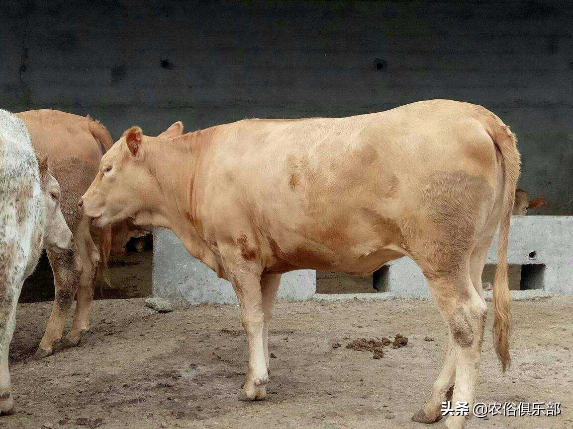 多省爆发牛皮肤病，三伏天不建议买牛，这些建议值得养牛人借鉴