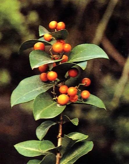 25种常见有毒的花草树木,警惕50种有毒植物