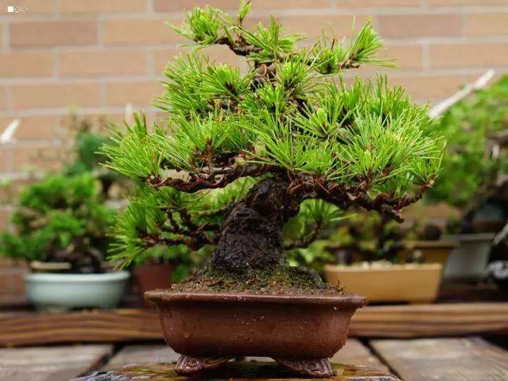 黑松盆景怎么养护和管理 (夏天如何给黑松叶片补水)