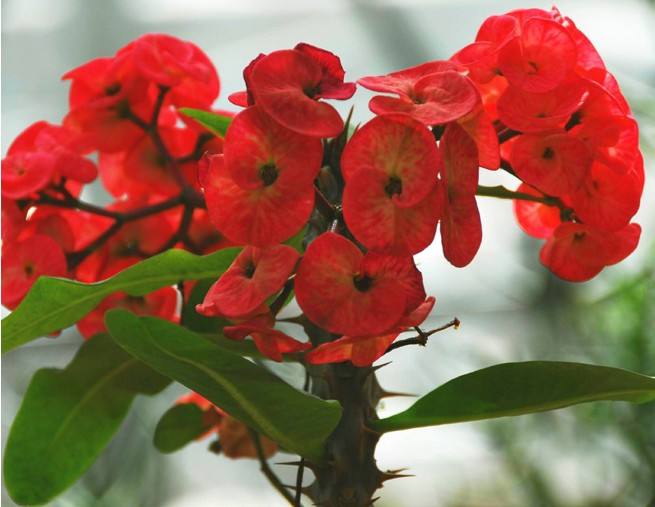 家庭养花风水讲究要注意哪些禁忌,室内放花卉风水禁忌大全图