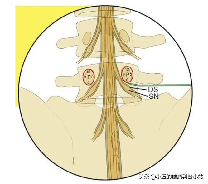 甲钴胺与维生素b12可以吃多长时间,甲钴胺和维生素b12能长期吃吗