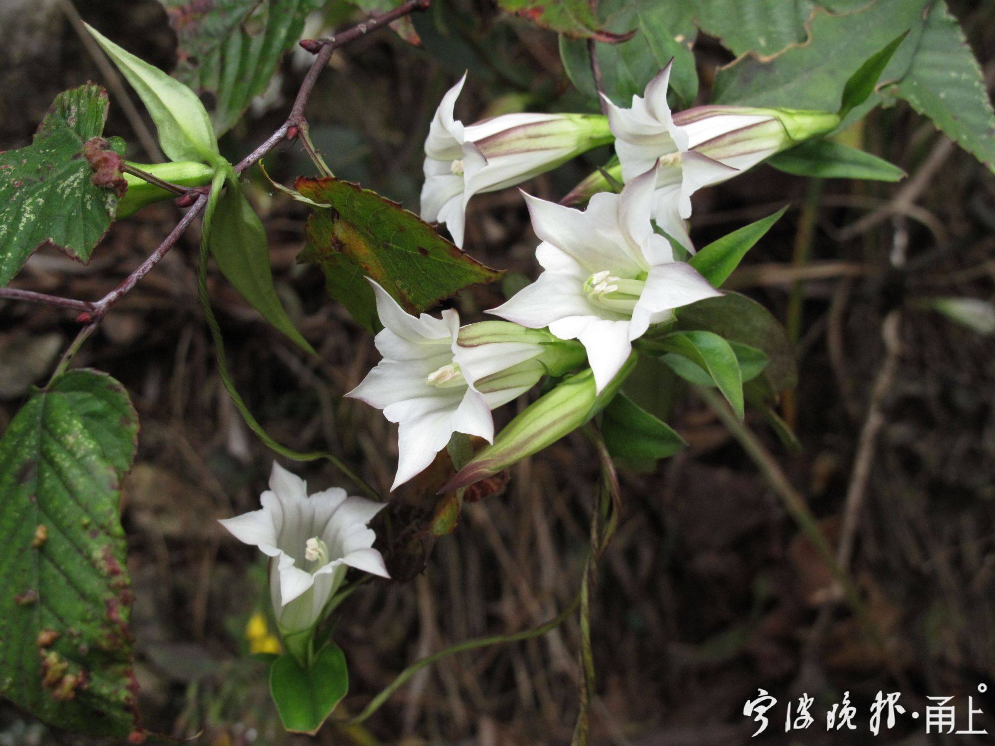 四明山美景,宁波四明山枫叶美景