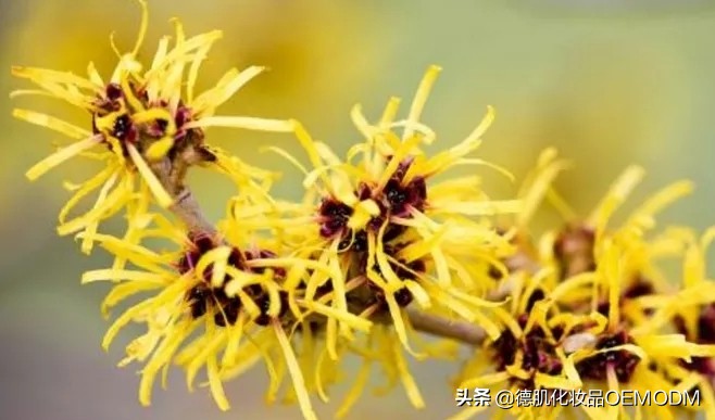 我最爱的红茶冻膜真心推荐,红茶焕颜冻膜