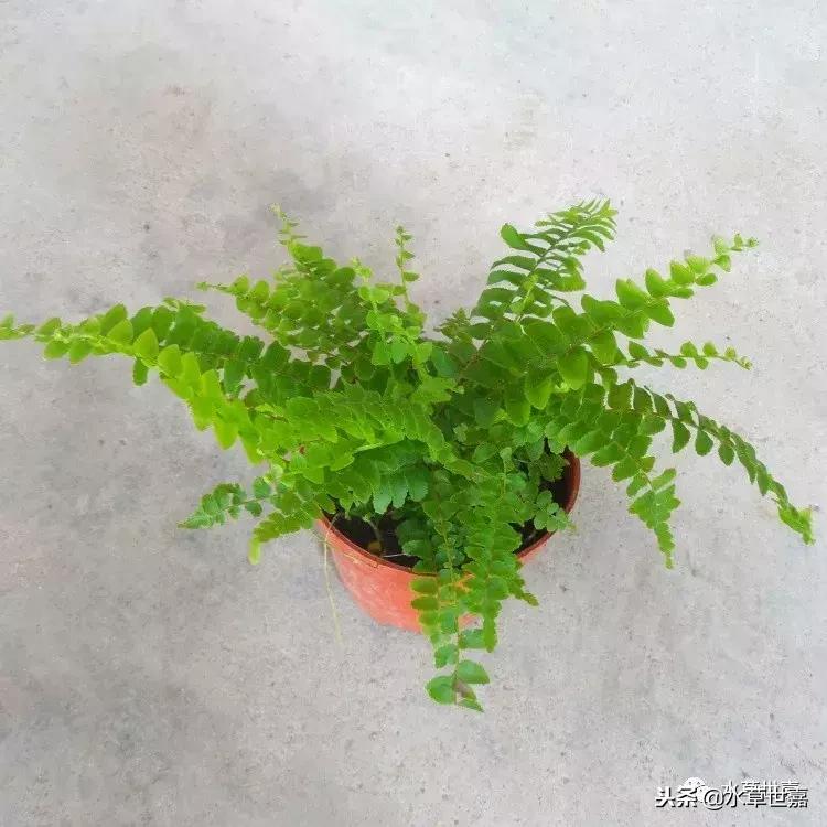 30cm水陆缸适合养什么,水陆缸植物前景中景后景搭配介绍