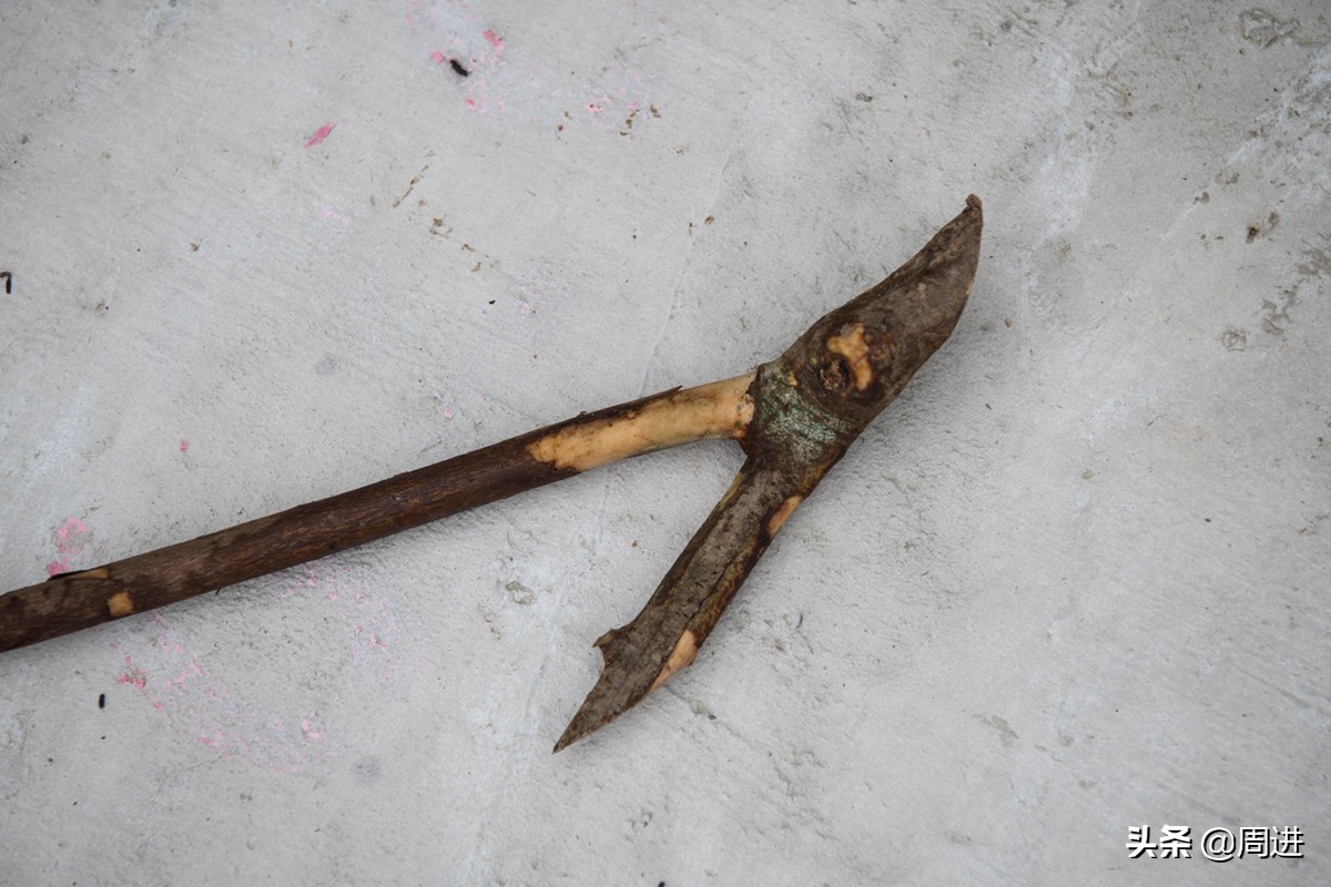 这种果子的果肉酷似一条虫子,野外发现一种奇怪的野果