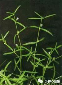 中药药材大全及功效,补肾中药大全及功效