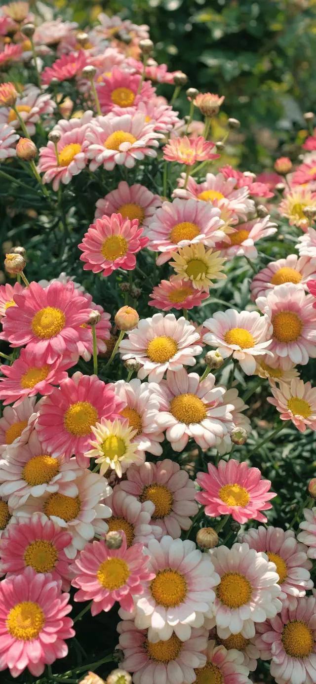 我的小姨貌美如花,我的小姨好漂亮