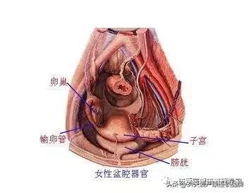 小腹坠胀感觉有东西要掉出来,小腹坠胀流了一点血