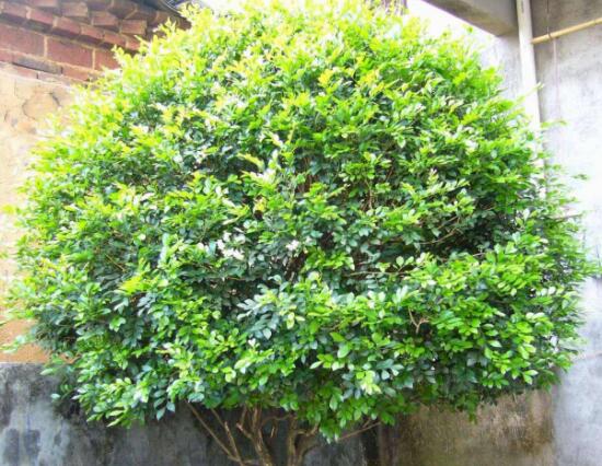 九里香烂根掉叶,九里香烂根