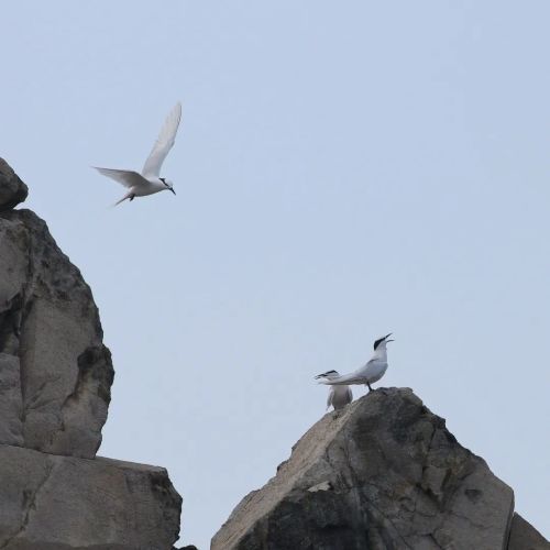 洪紫千出海记完整版 (出海记洪紫千视频)