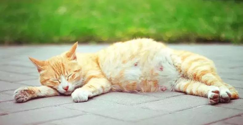 猫咪怀孕的反应有哪些表现,猫咪怀孕的特征和表现