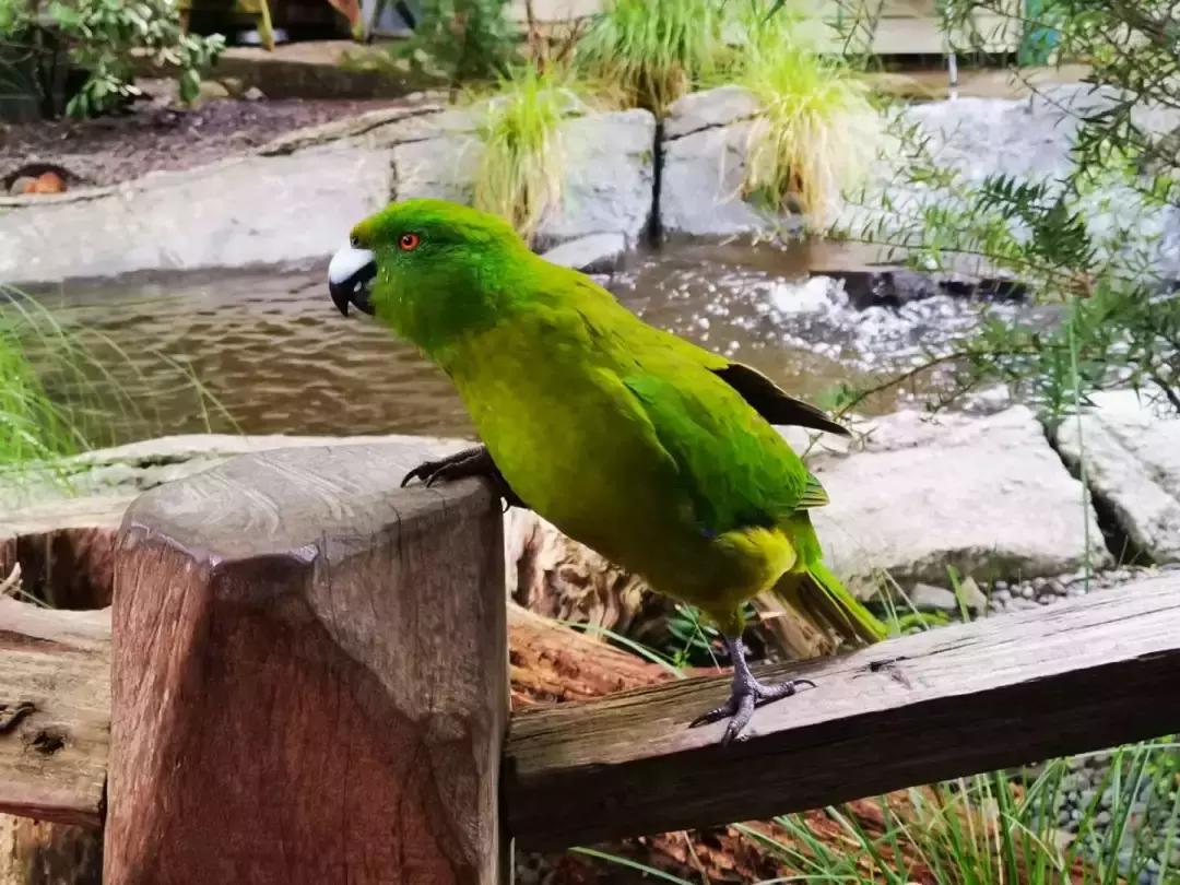 这个新西兰小岛,隐藏的惊世秘密