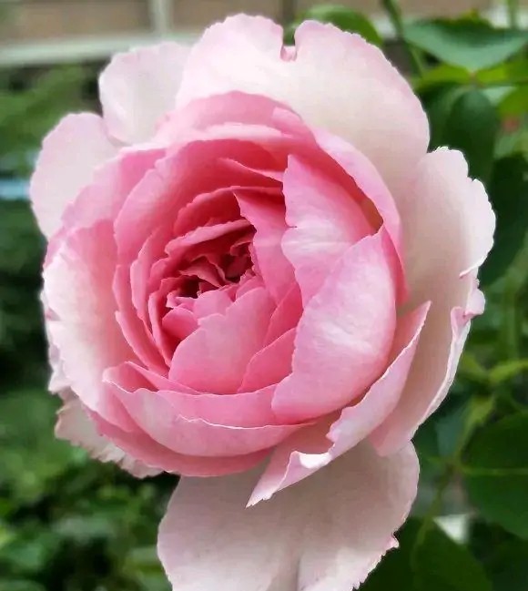 100种月季经典品种,100种经典月季品种