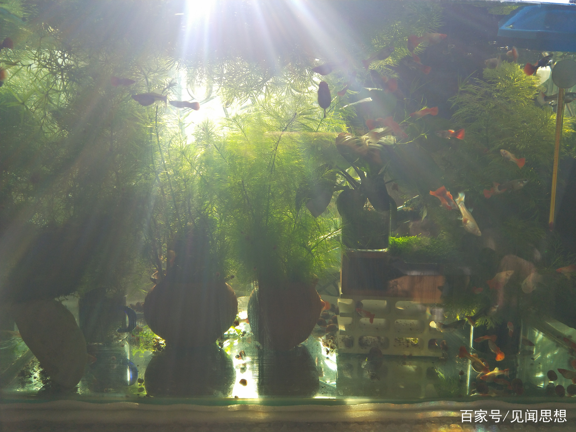 适合水草缸养的可以繁殖的观赏鱼,适合新手大鱼缸养的观赏鱼