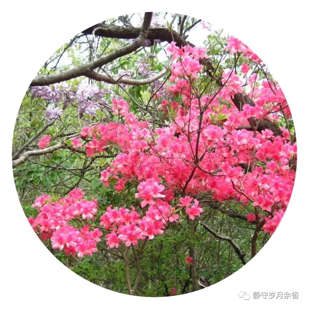 情满龟峰·诗涌花海