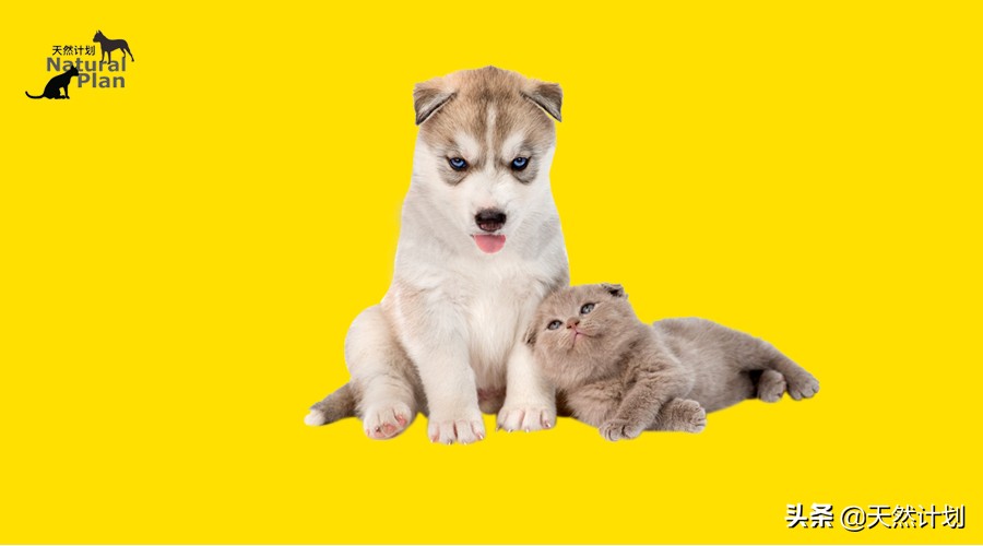 宠物得癌症吃什么营养膏,宠物癌症