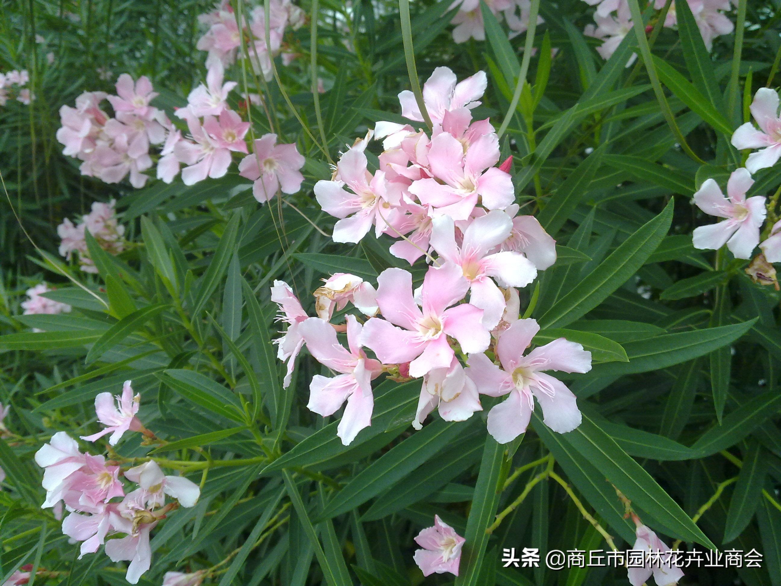 治月季黑斑病喷什么药好呢,治月季黑斑病的有效药哪里有卖的