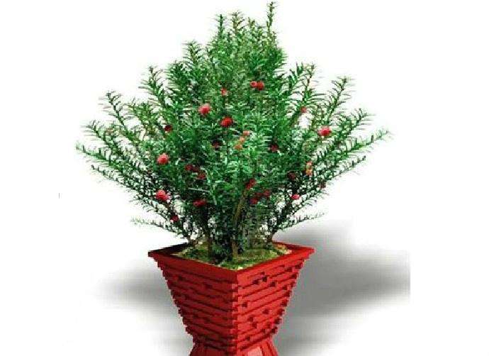 红豆杉果实好诱人,红豆杉是怎样处理的