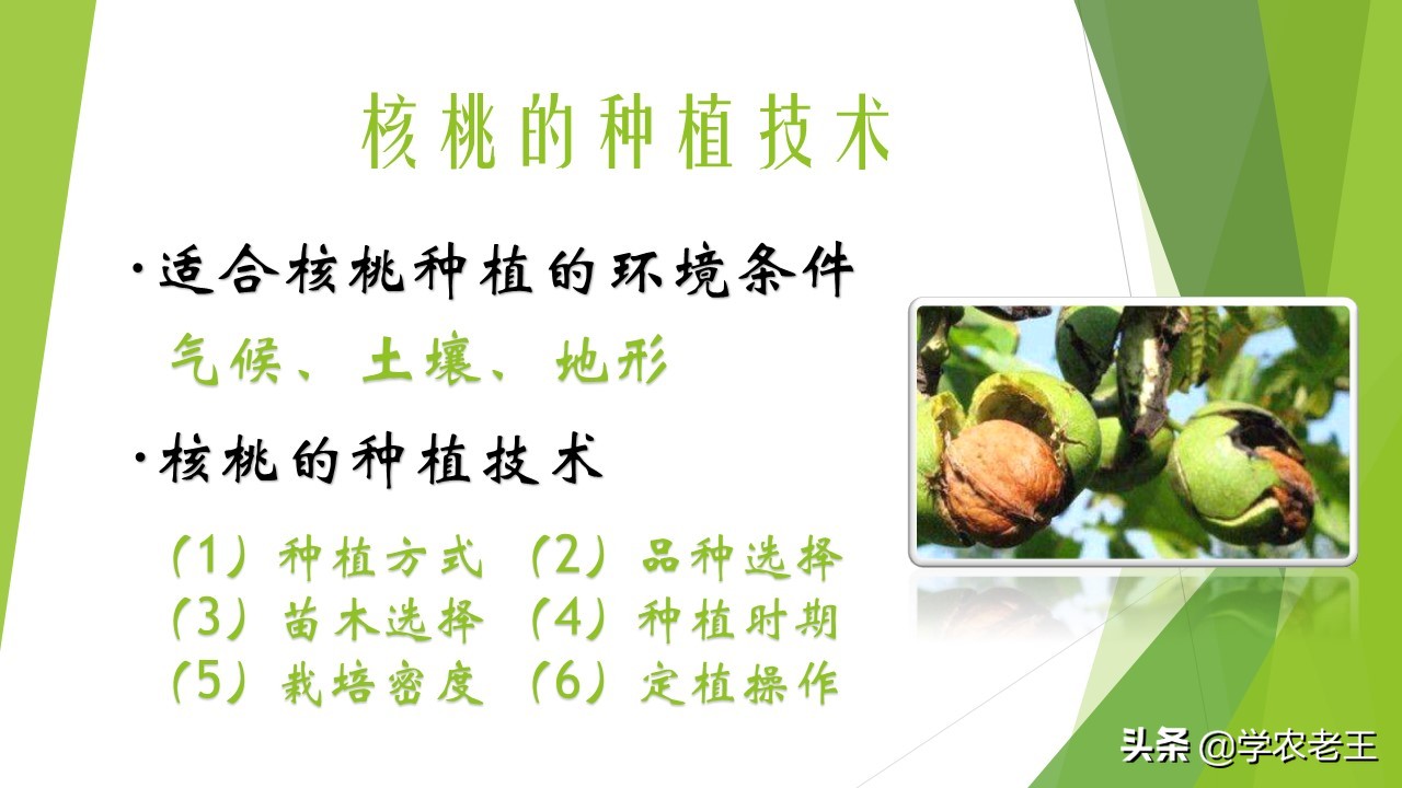 核桃种植技术与前景,核桃种植前景