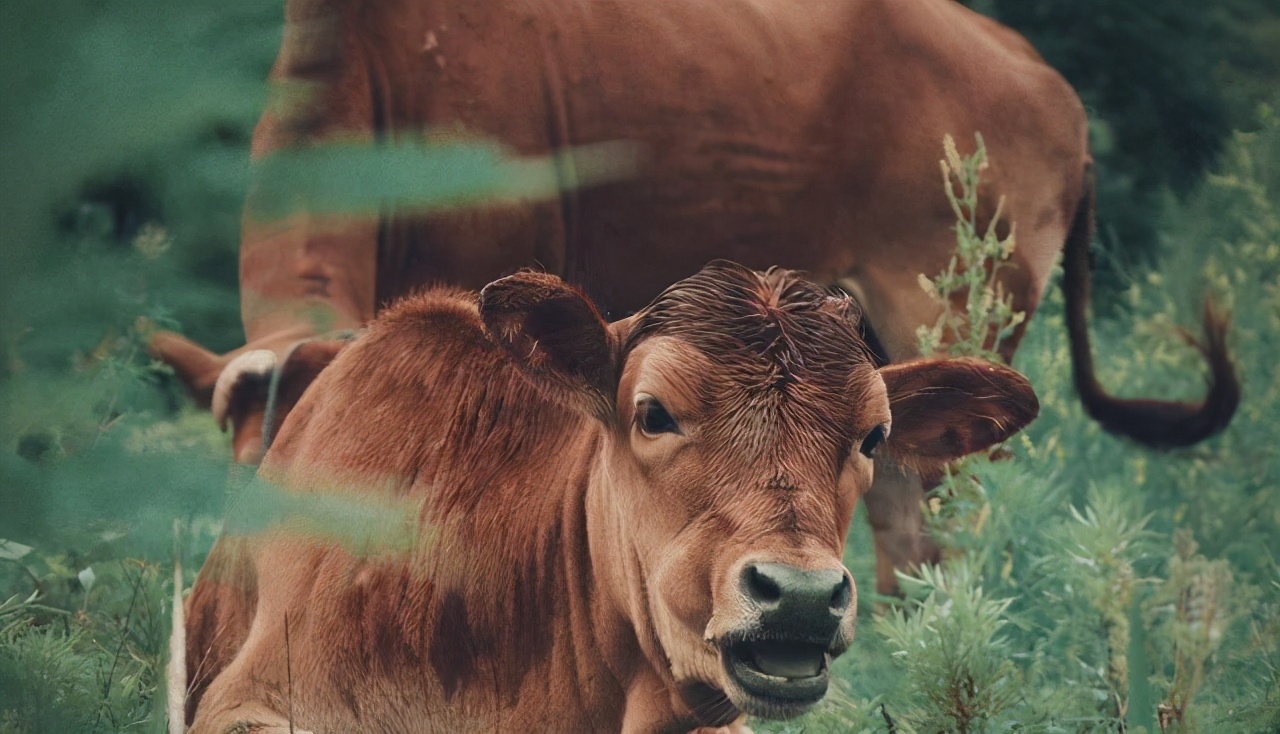 西沙东岛的野牛群是怎么活下来,现在西沙东岛野牛群还有多少