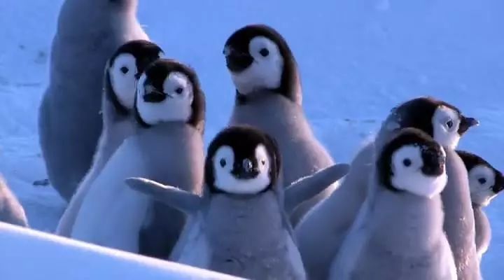 无比震撼的十部动物纪录片,15部81集顶级的自然动物纪录片