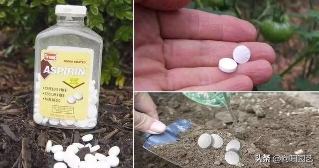 有根的植物可用生根剂吗,想要植物长得快