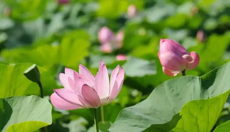 全国十大最佳赏荷好去处,沈阳赏荷花攻略