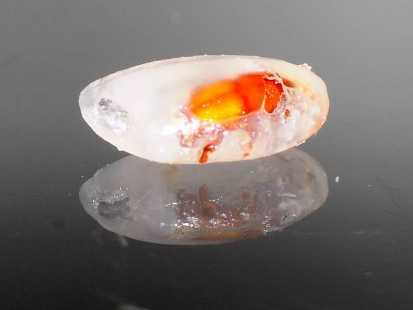 大米有黑色小虫子是什么虫子,大米里面有黑色小虫子哪里来