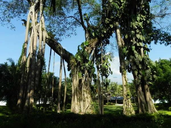 西双版纳最值得一去的景点大排名,西双版纳适合6-12岁儿童的景点