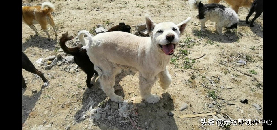 除夕，身上恶臭的萨摩耶在家门口流浪：为什么要抛弃我？