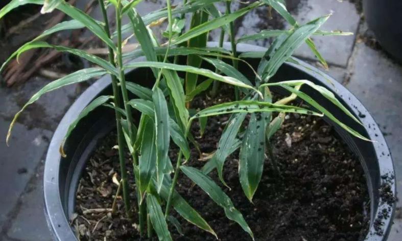 椋熺敤濮滅泦鏍界殑鏂规硶,鐢熷闀挎斁鍦ㄧ泦閲屽張闀垮嚭鏂板