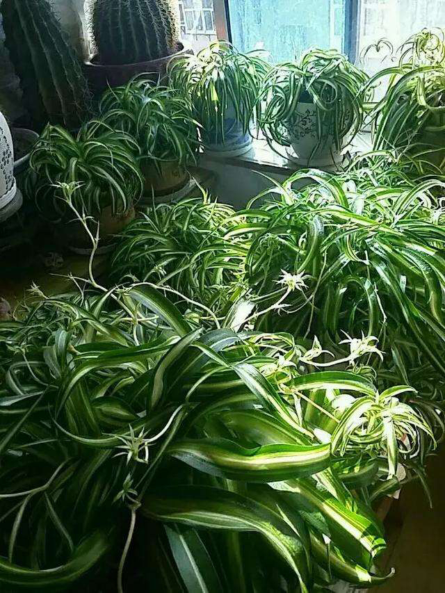 吊兰盆里放香蕉皮好吗,吊兰盆里栽多了