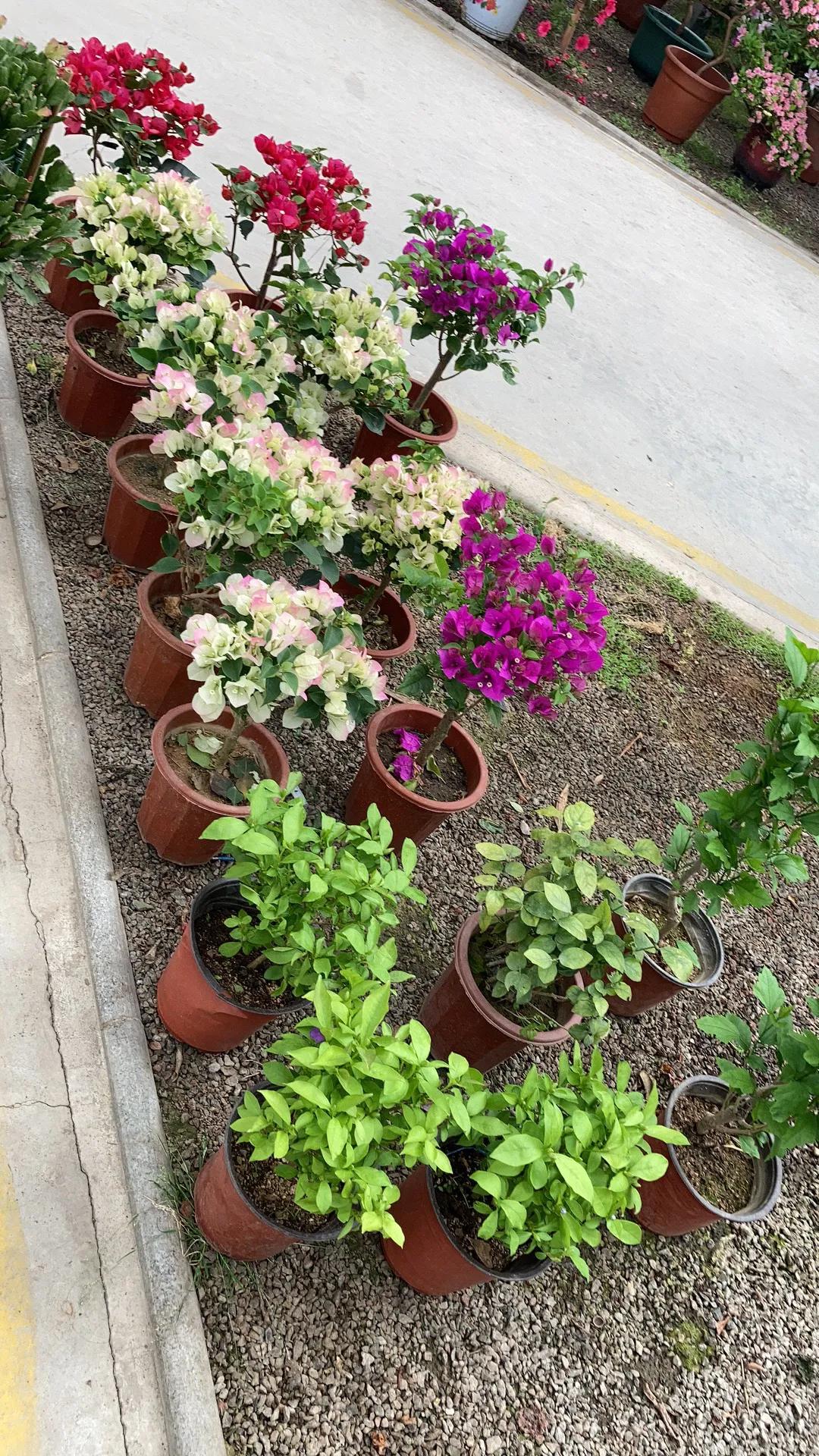 沈阳大东北花卉批发市场地址,沈阳大北花卉市场