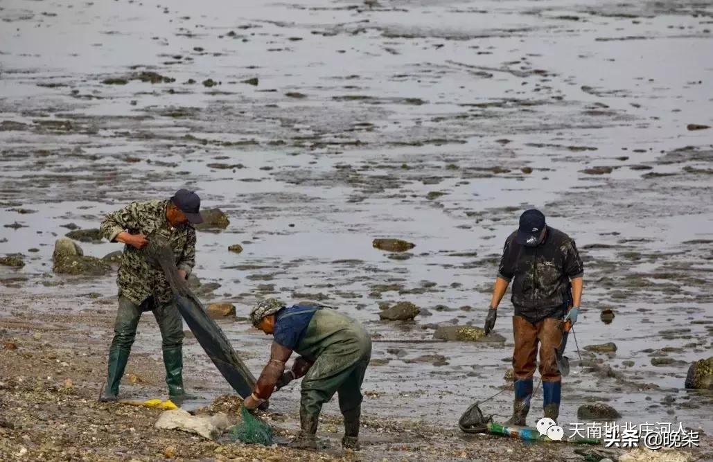 大连庄河赶海排名第一名,庄河赶海网红视频