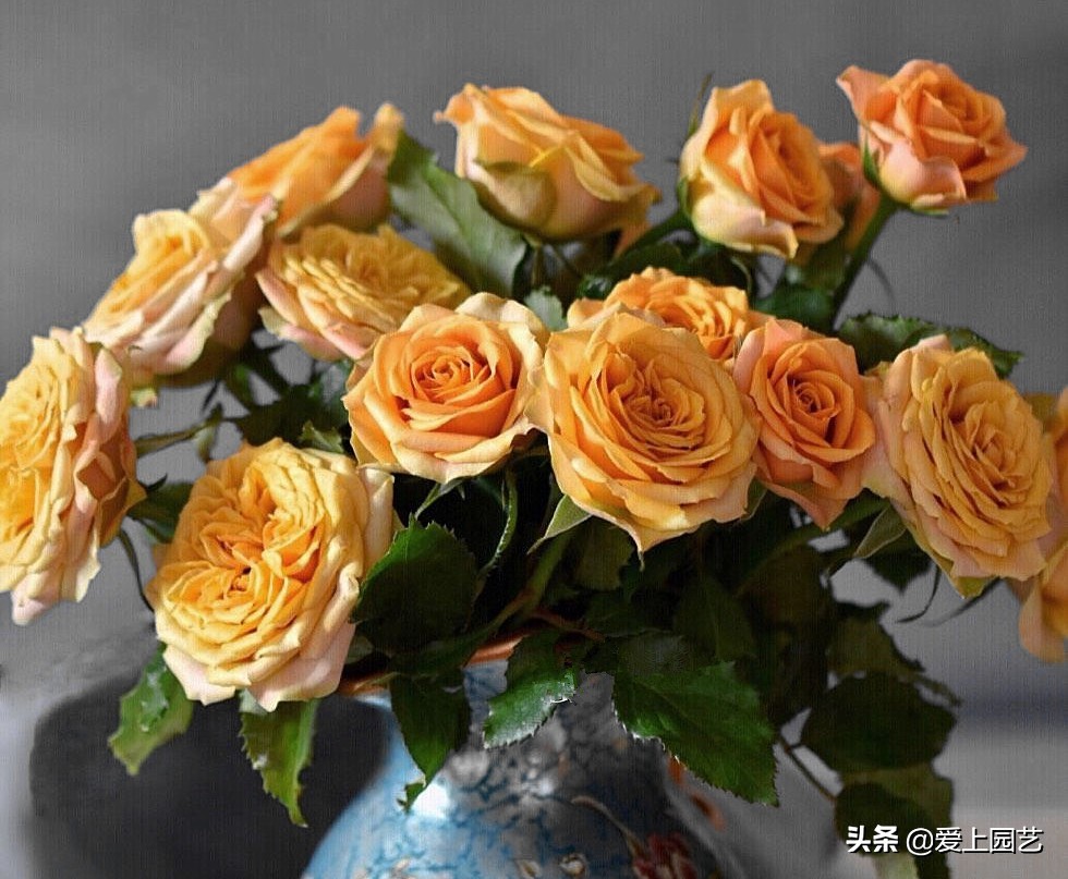 适合阳台种容易爆盆的切花月季,月季经典高颜值品种是哪个