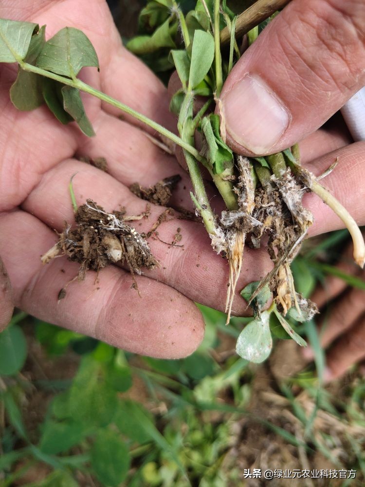 河南暴雨小麦被淹属于什么,雨水多了花生被淹了