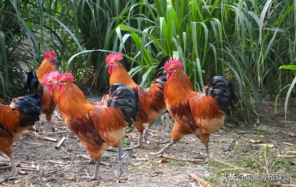 散养土鸡如何快速销售,散养土鸡怎么长期锁定顾客