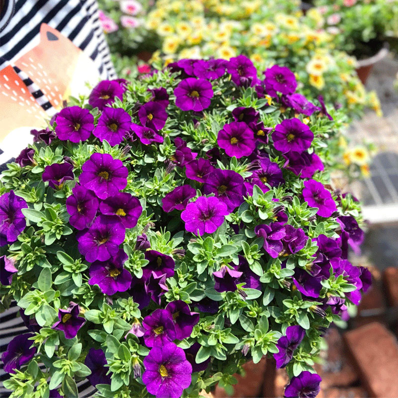 百万小铃花期怎么养护,百万小铃度夏养护方法