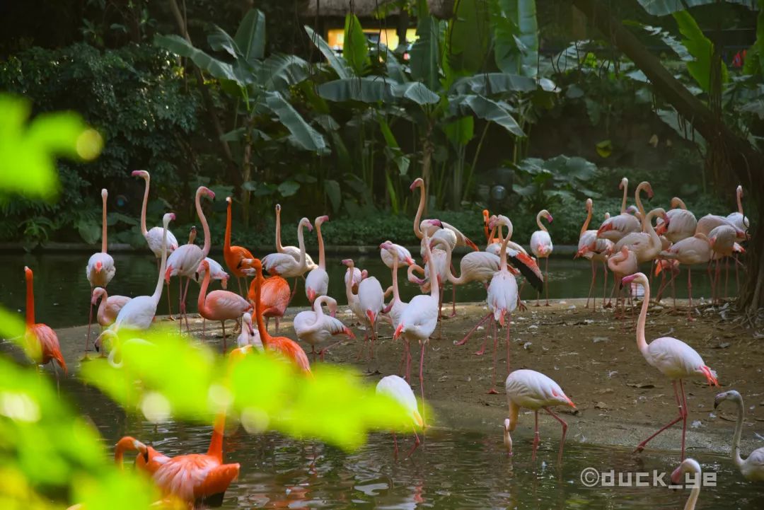 自驾长隆野生动物世界攻略,广州长隆野生动物世界旅游攻略