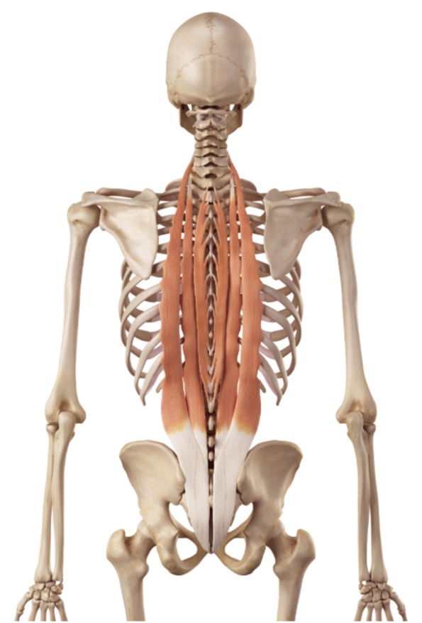 靠墙站真的可以矫正驼背伸脖子吗？