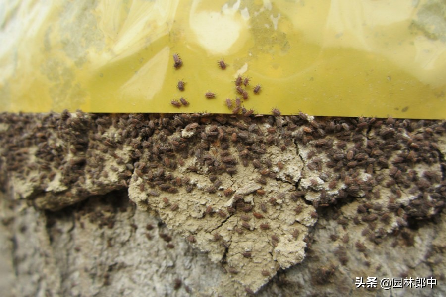 草履蚧用什么药治,防治草履蚧病虫喷药的通知