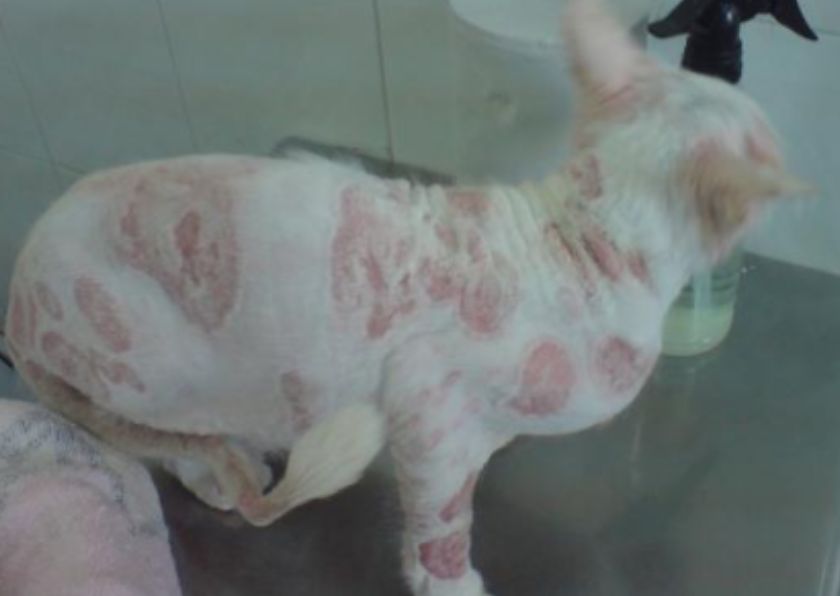 毛真菌感染治疗方法,毛孩子反复感冒怎么办