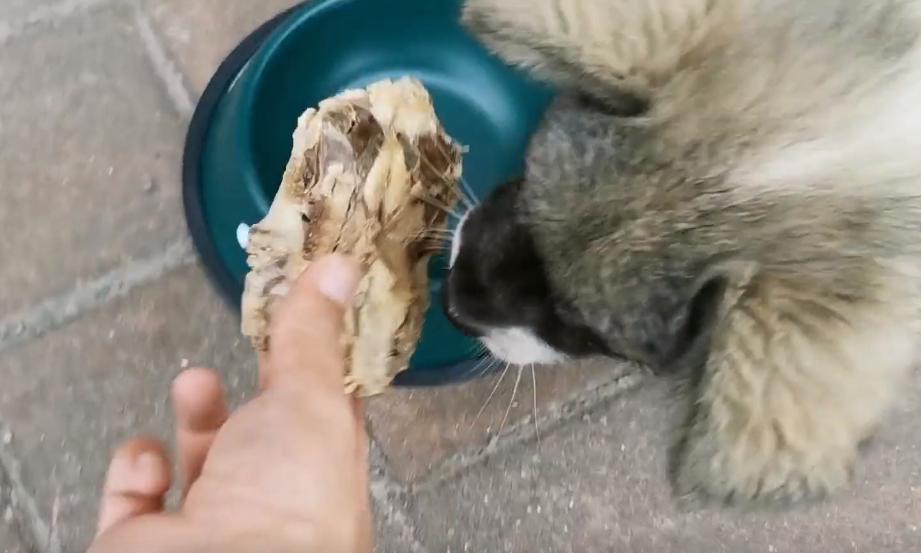 两只被遗弃的小流浪狗,流浪狗被收养后两只大狗不吃不喝