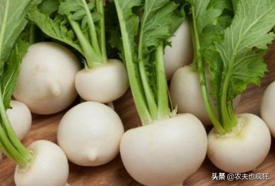 民间俗称诸葛菜,民间所称的诸葛菜