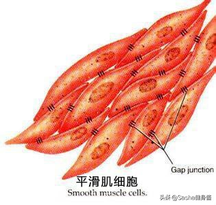 破解喝酒之谜,如何尽快解决啤酒肚