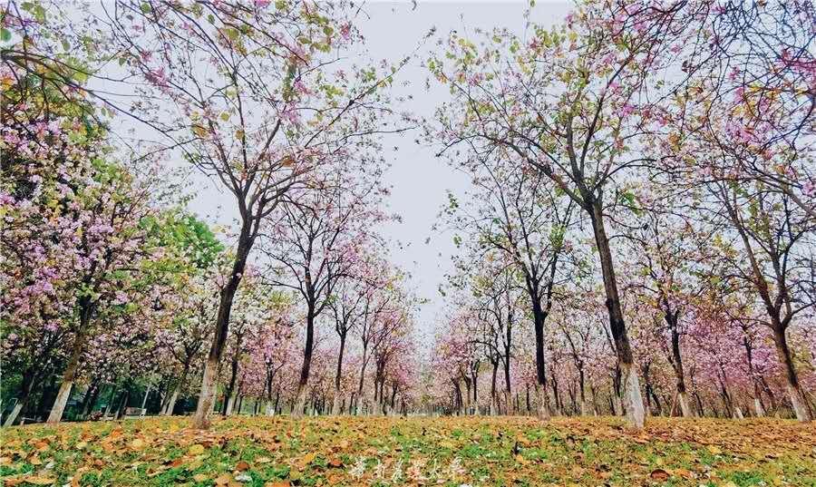 报考华南农业大学,华农报录比