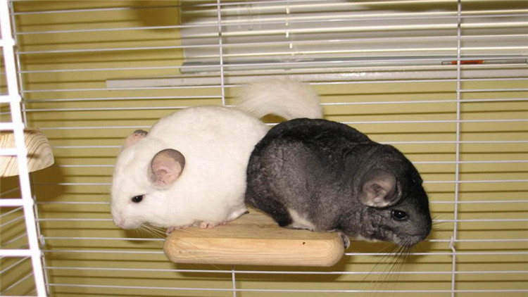 怎么才能让仓鼠停止咬笼子,怎样不让仓鼠招虫子