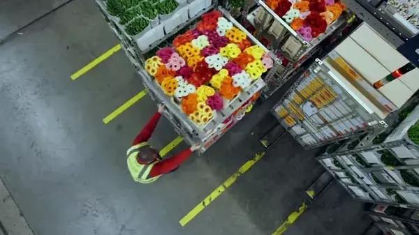 世界第一鲜花市场视频,bbc探秘墨西哥毒品战争