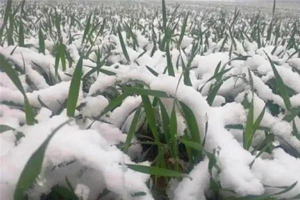 腊月已至,大寒见三白猪狗不吃黑