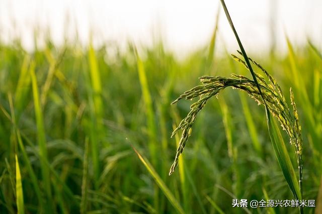 C位出道的窝窝头,哪款东北大米最好